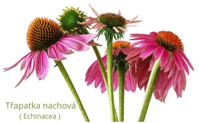 Třapatka nachová